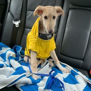 Canada pooch yellow rain jacket